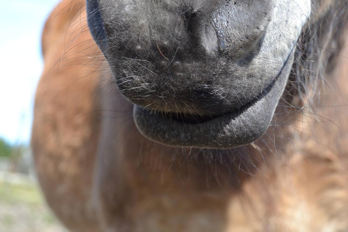 Nordsvensk Skovhest Helmi - Helmis mule. 16/4-14 foto Louise billede 13