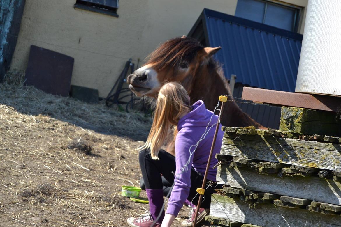 Nordsvensk Skovhest Helmi - Helmi ligger og smiler på samme tid. 16/04-14 foto Louise. billede 16