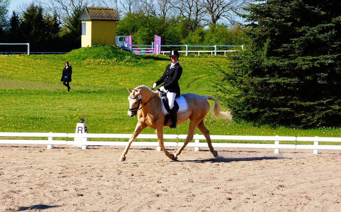 Palomino Duchess - Dressurstævne 03.05.2014 Holbæk Rideklub billede 14