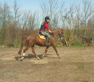 Anden særlig race Vestergårds La Foxy billede 5