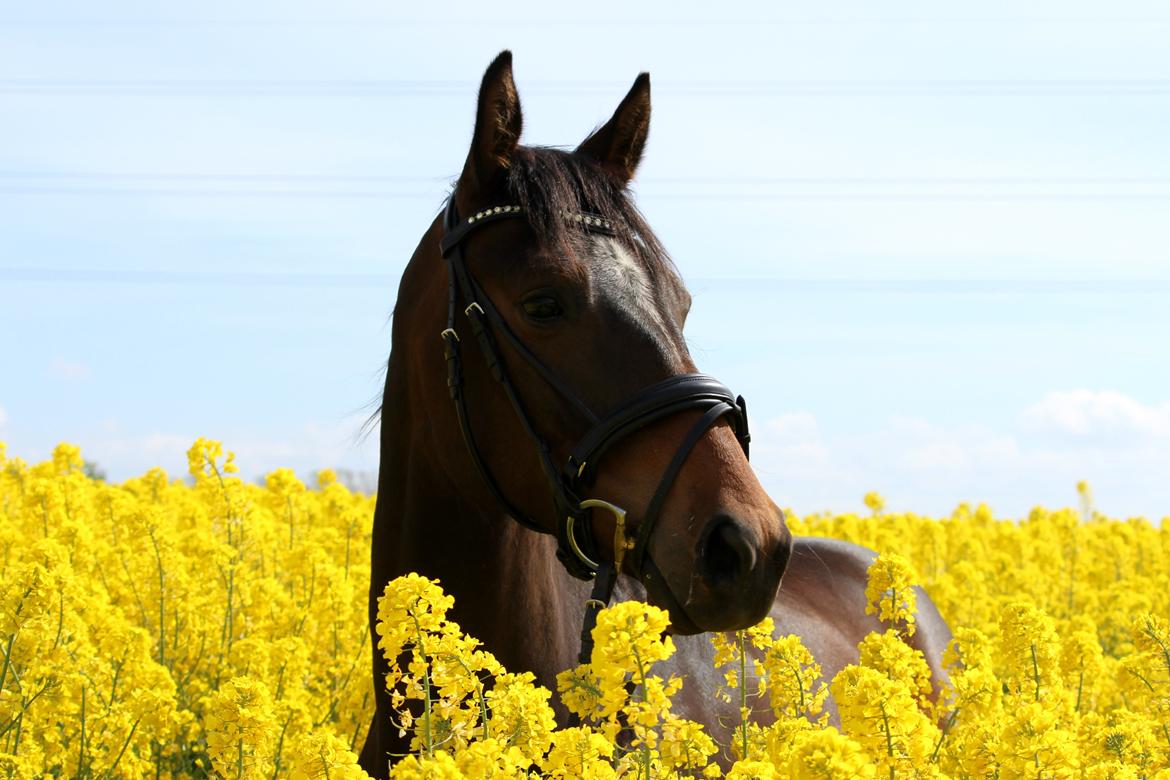 Dansk Varmblod Bøgegårdens Liva - Vi burde snakke lidt mere om, hvor lækker min hest er! billede 4