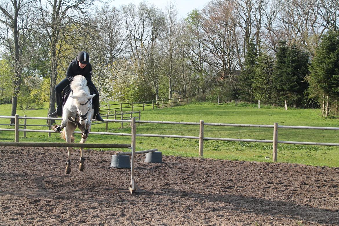 Anden særlig race William/Willy billede 1