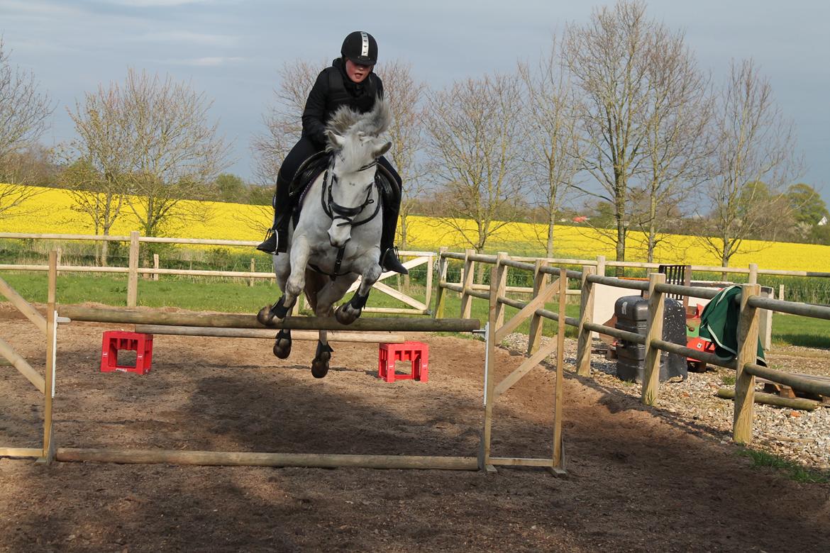 Anden særlig race William/Willy billede 2