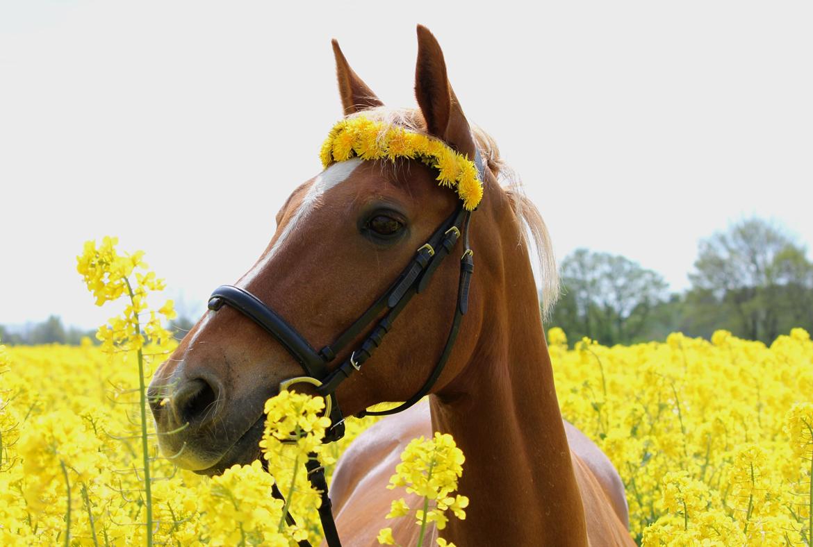 Appaloosa Sequoia van de lorkeershoeve <3 - Sequoia i rapsmarken maj 2014<3 Foto: Mig billede 12