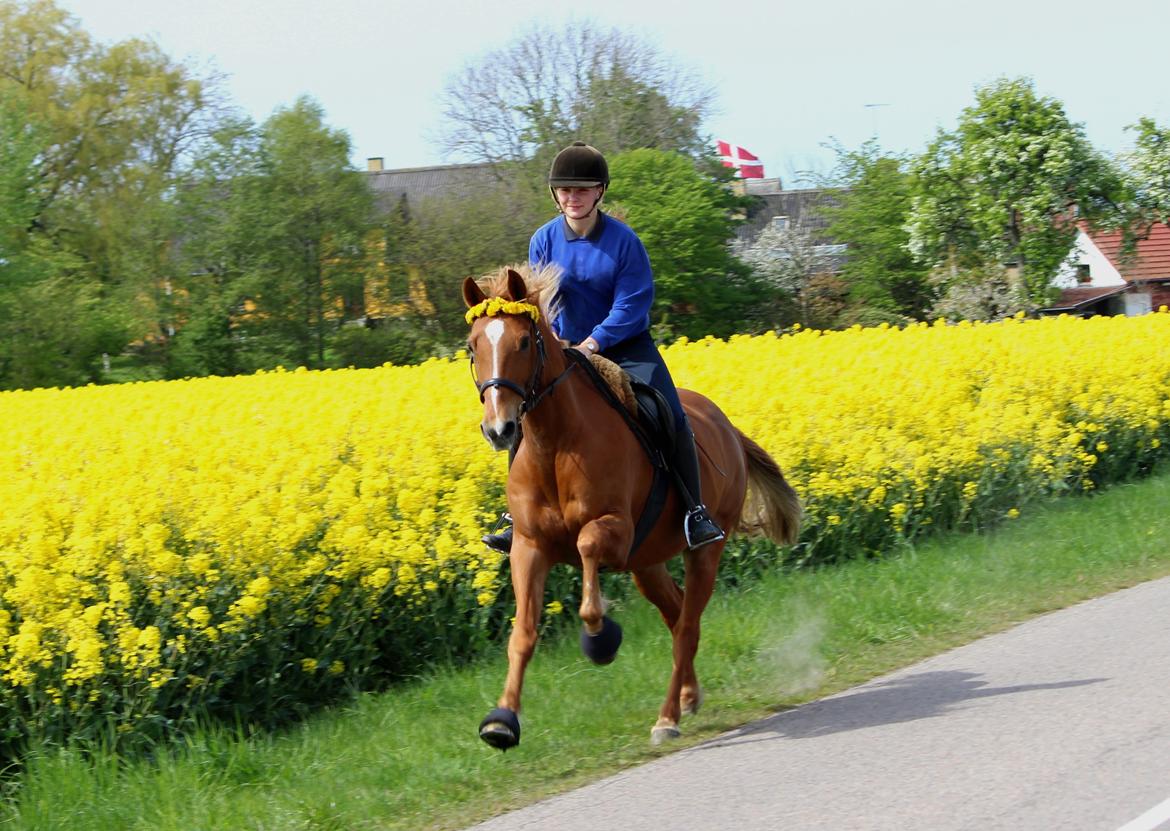 Appaloosa Sequoia van de lorkeershoeve <3 - "It's better to die fighting for freedom than to live life in chains." maj 2014 FOTO: Sofie billede 32