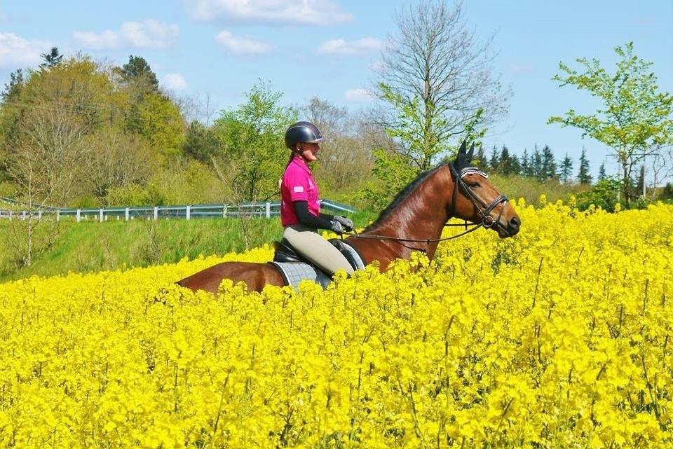 Dansk Varmblod Møllegårdens De Niz - Min hest er fantastisk! <3 billede 1
