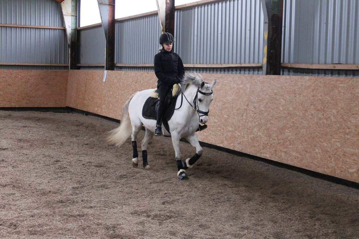 Welsh Pony (sec B) Amigo Cooky billede 6