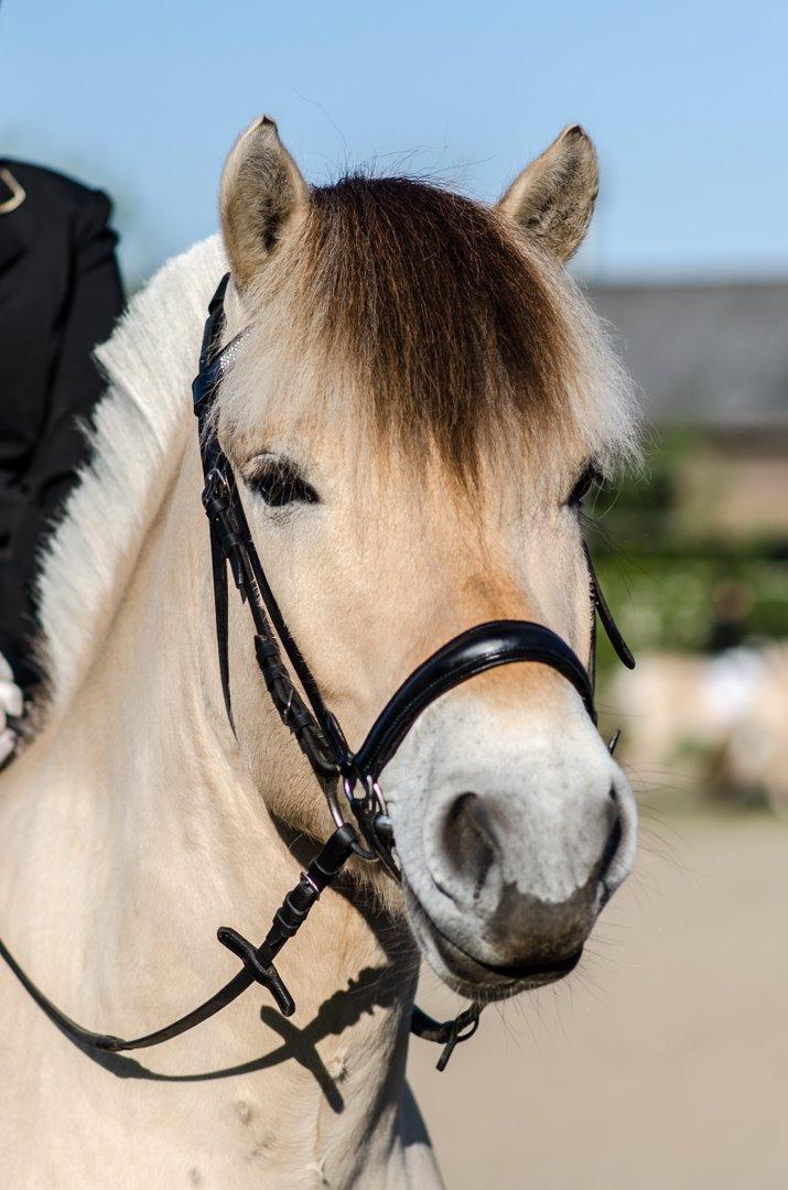 Fjordhest KRAGELUNDS TRYM - 03.05.14: Trym i stævne-dress :D billede 3