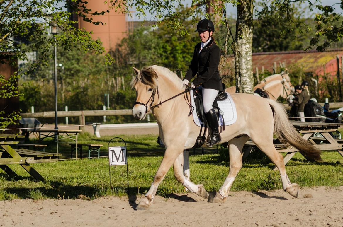 Fjordhest KRAGELUNDS TRYM - 03.05.14: Til stævne :)  billede 42