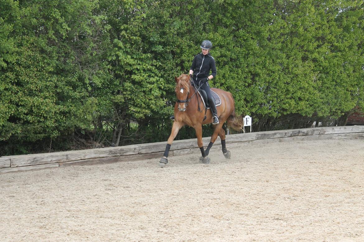 Pinto Svalegårdens Himalaya - Bimmer billede 18