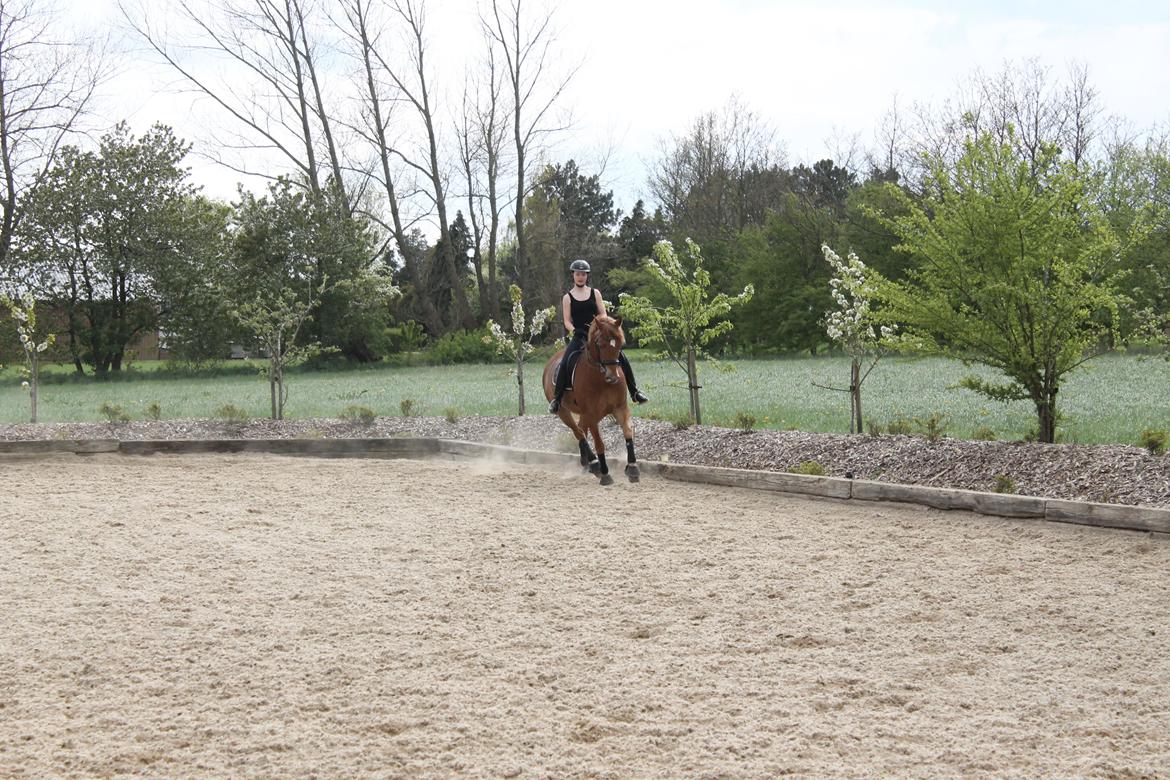 Pinto Svalegårdens Himalaya - Bimmer billede 5