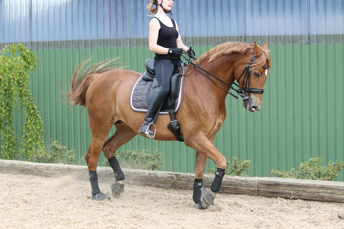 Pinto Svalegårdens Himalaya - Bimmer billede 12
