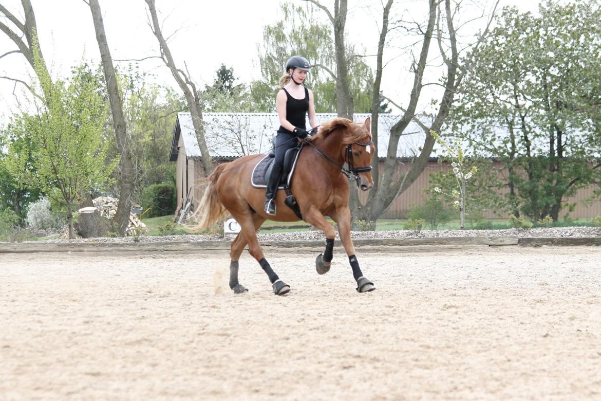Pinto Svalegårdens Himalaya - Bimmer billede 2