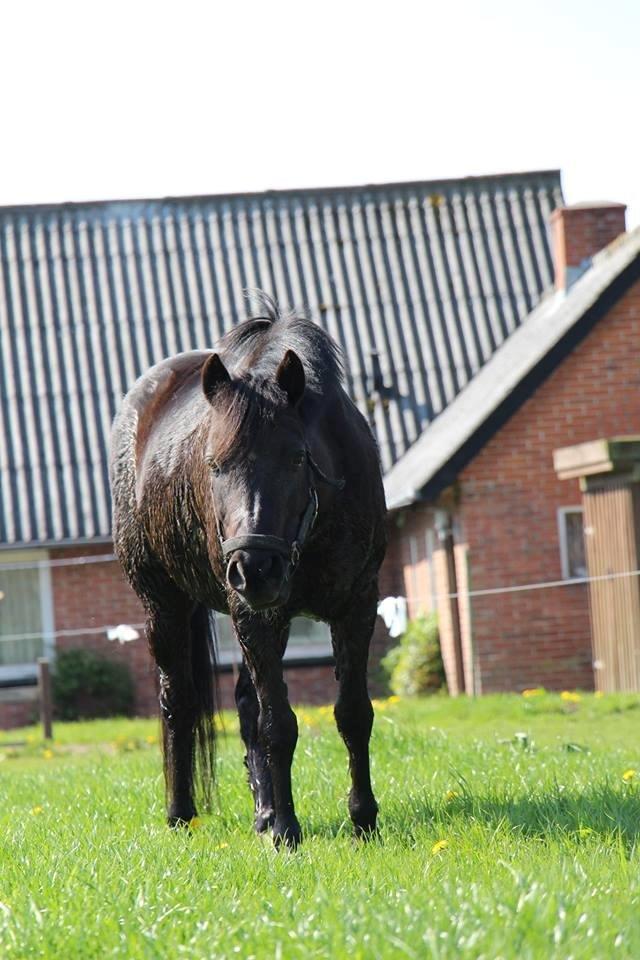 New Forest Lindholms Micky - Fold hygge! <3 billede 12