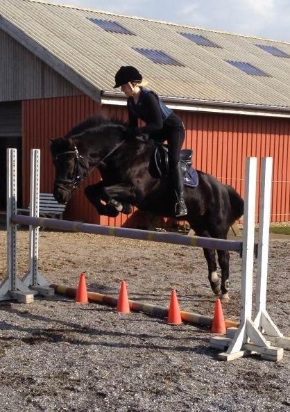 New Forest Lindholms Micky - Springtræning<3 billede 6