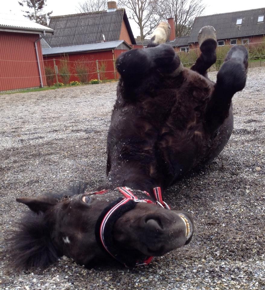 New Forest Lindholms Micky - Skøre pony! billede 4