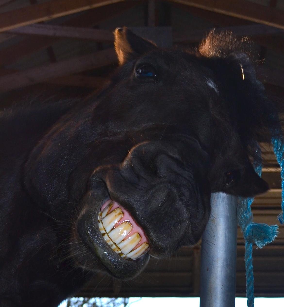 New Forest Lindholms Micky - Flotte tænder! :P billede 14