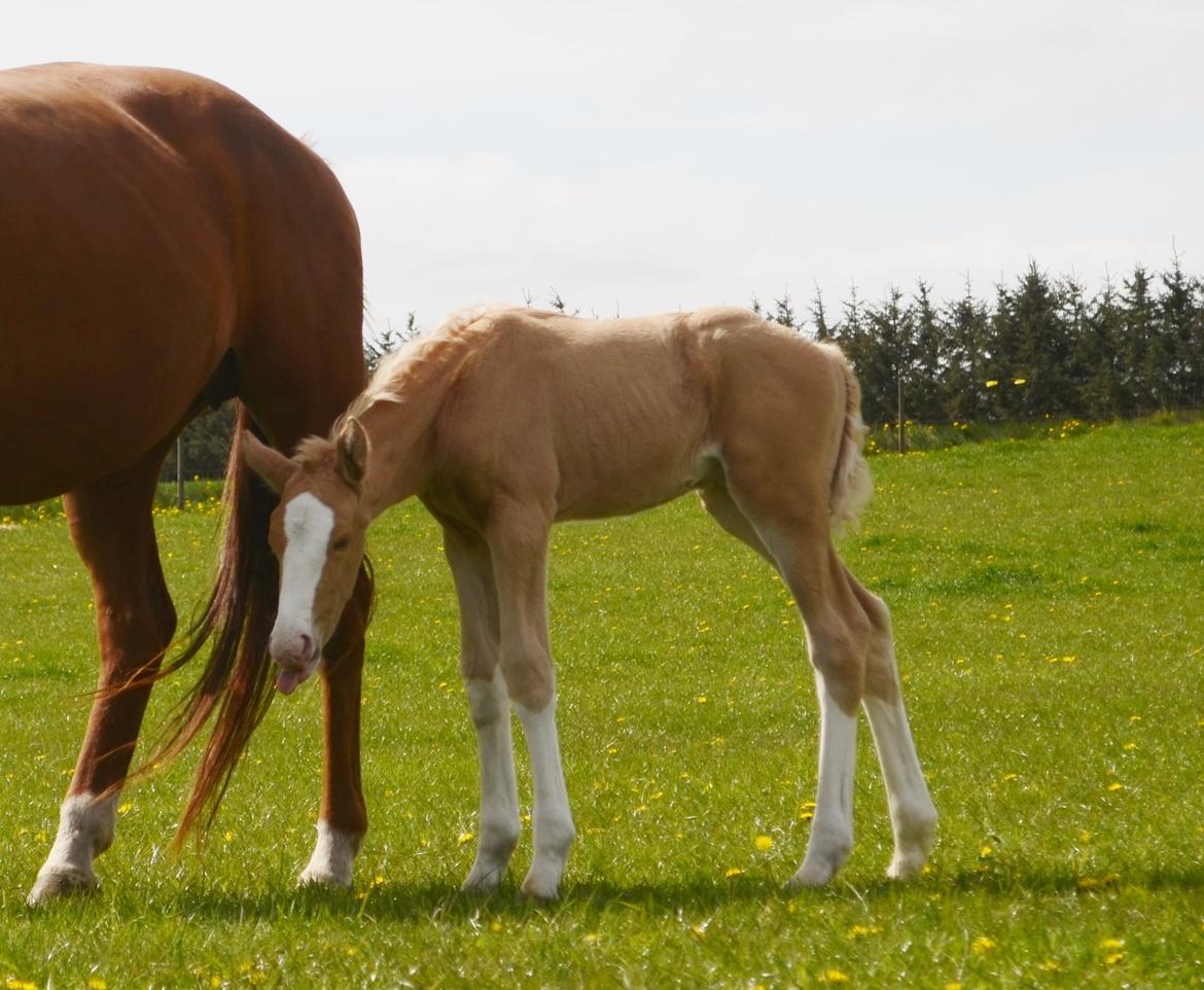 Palomino Stensgaardens Copyright billede 25