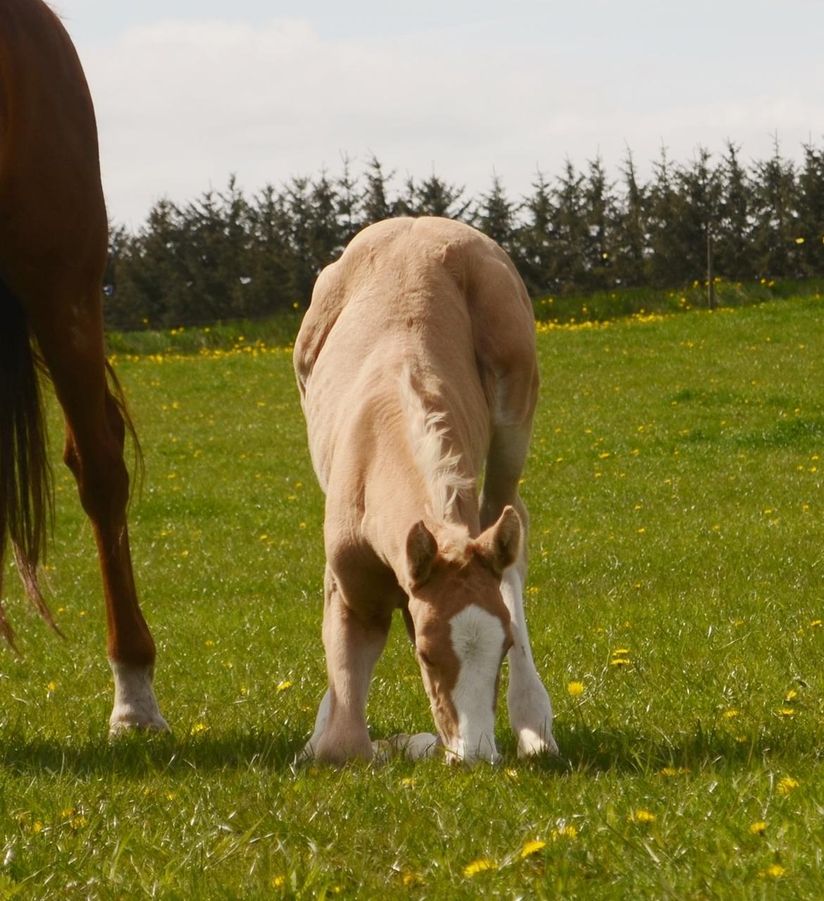 Palomino Stensgaardens Copyright billede 26