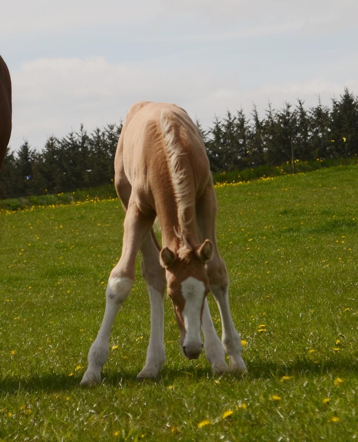 Palomino Stensgaardens Copyright billede 27