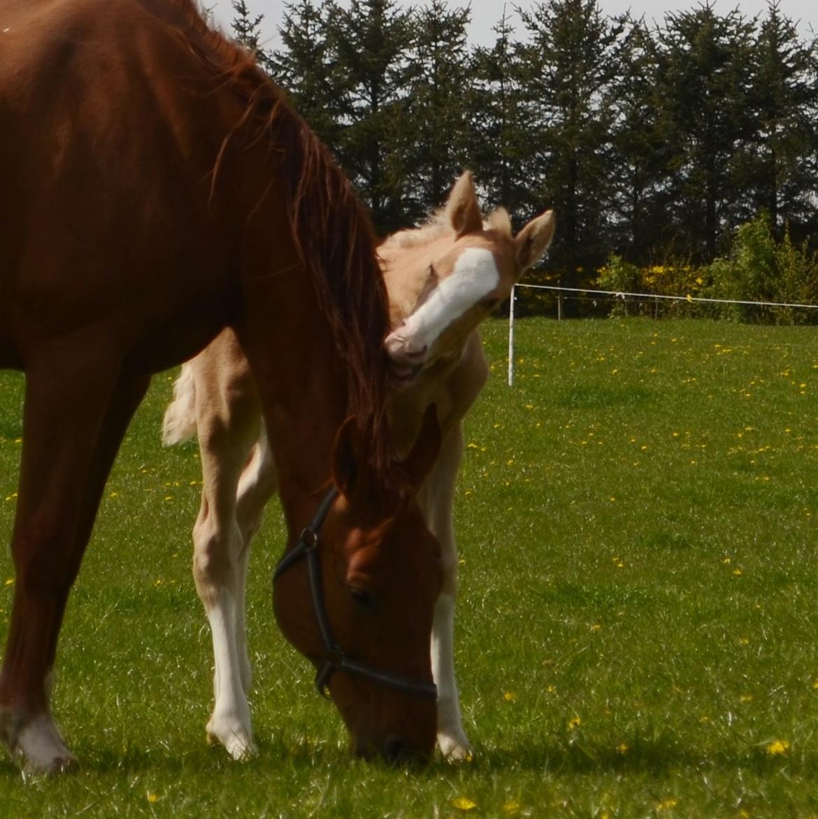 Palomino Stensgaardens Copyright billede 29