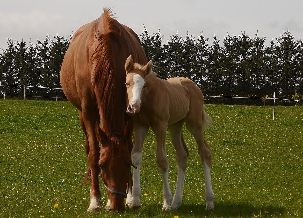 Palomino Stensgaardens Copyright billede 32