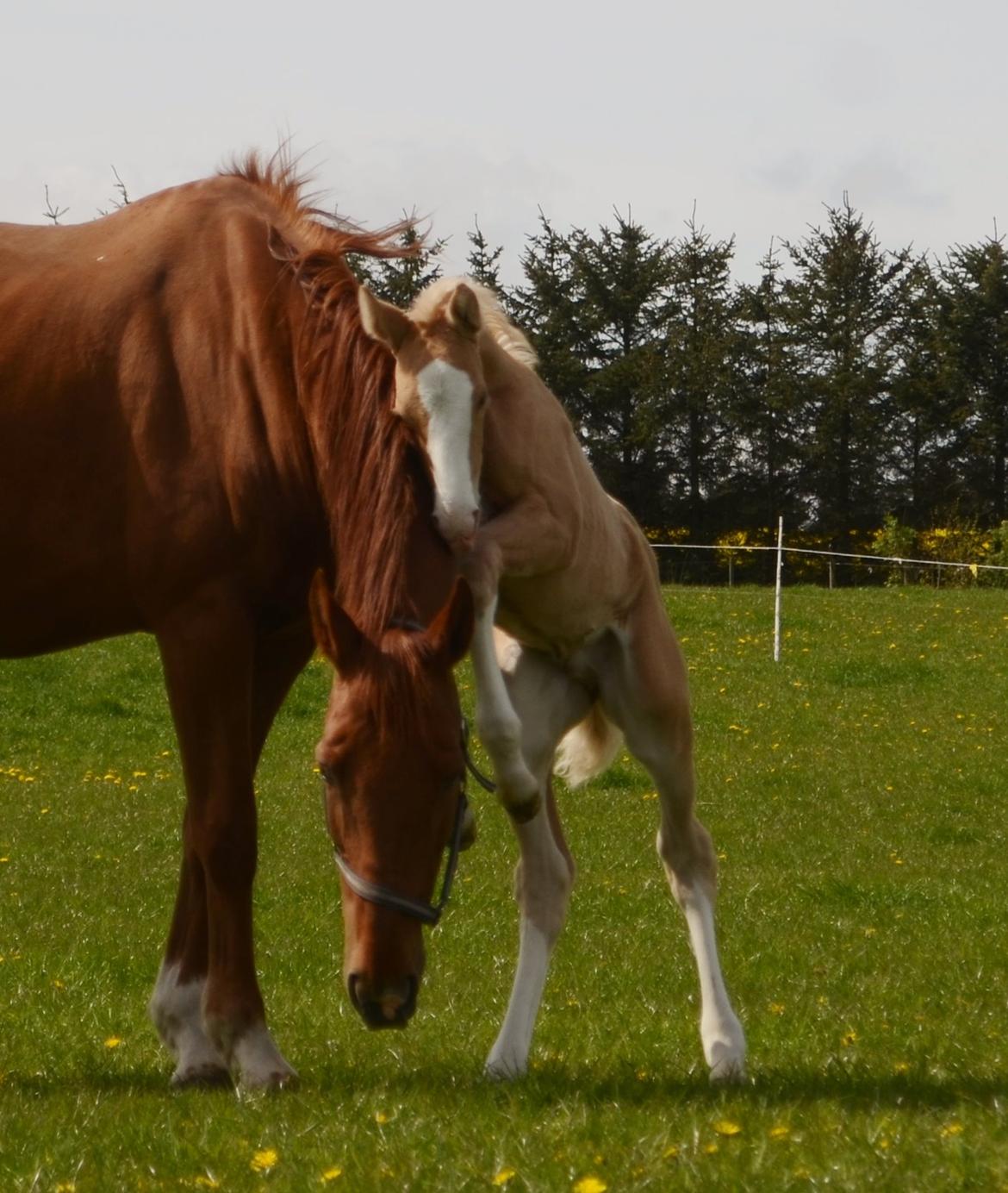 Palomino Stensgaardens Copyright billede 30