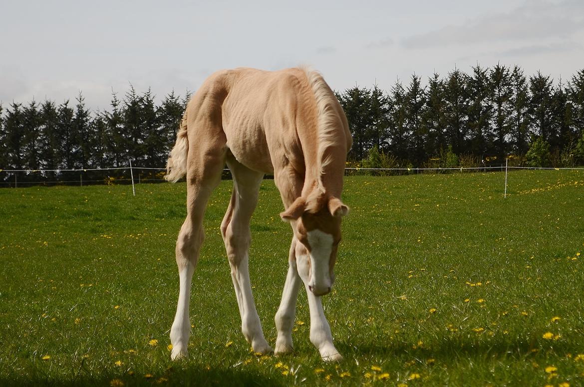 Palomino Stensgaardens Copyright billede 36