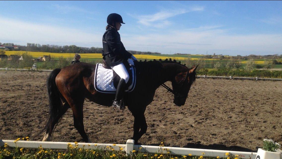 Anden særlig race Siegård's Jolie Marie - 03-05-14 4 års gangartsklasse, første stævne! :) billede 14