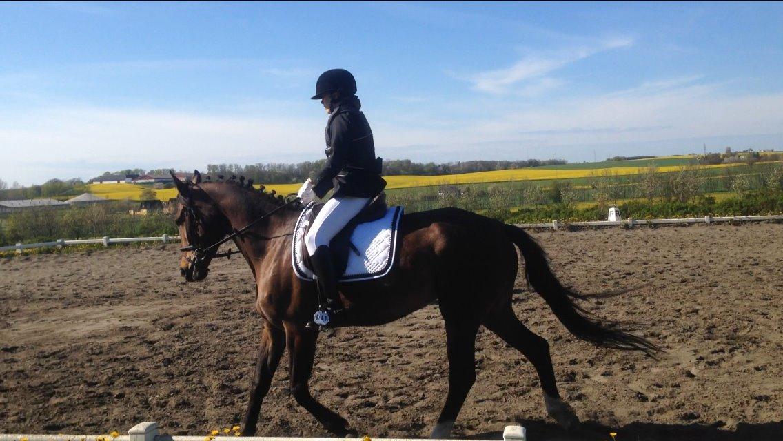 Anden særlig race Siegård's Jolie Marie - 03-05-14 4 års gangartsklasse, første stævne! :) billede 13