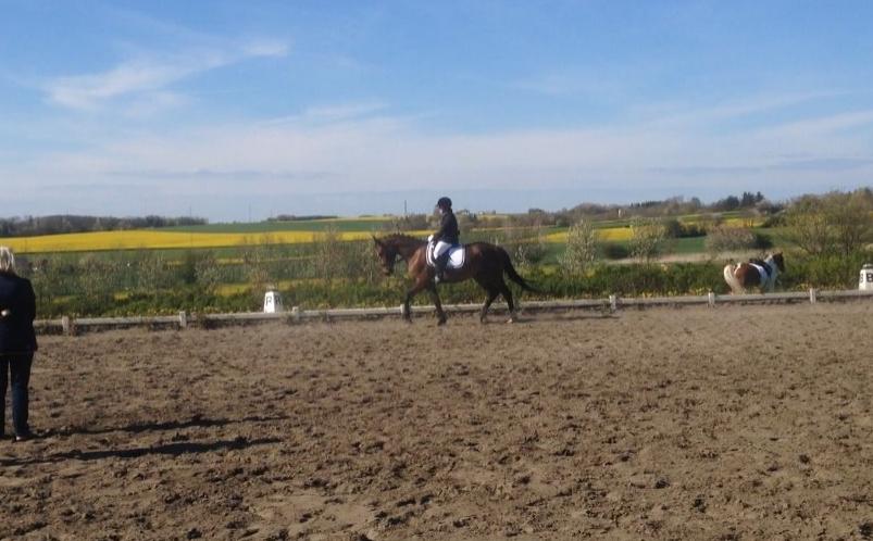 Anden særlig race Siegård's Jolie Marie - 03-05-14 4 års gangartsklasse, første stævne! :) billede 12