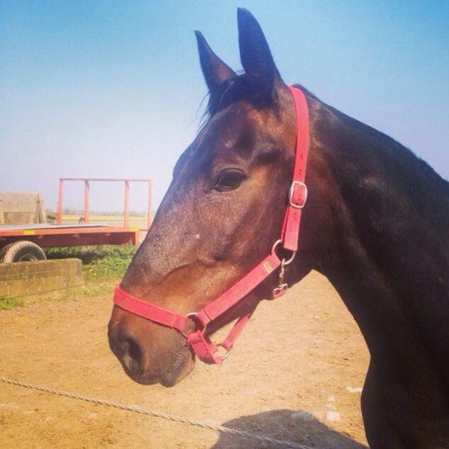 Anden særlig race Sweet Alexander billede 22