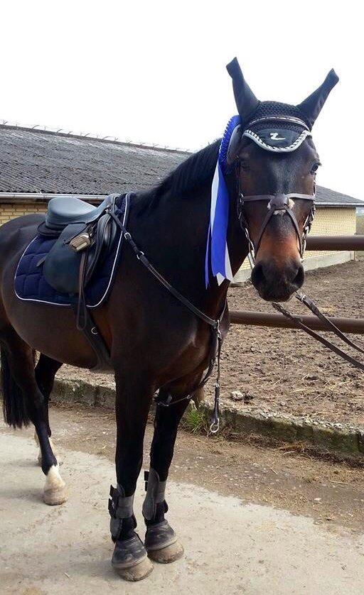 Anden særlig race Sweet Alexander billede 23