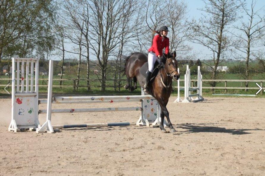 Dansk Varmblod STALD DIJE´COS  Gun Smoke billede 5