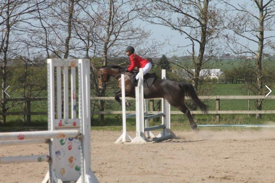 Dansk Varmblod STALD DIJE´COS  Gun Smoke billede 10