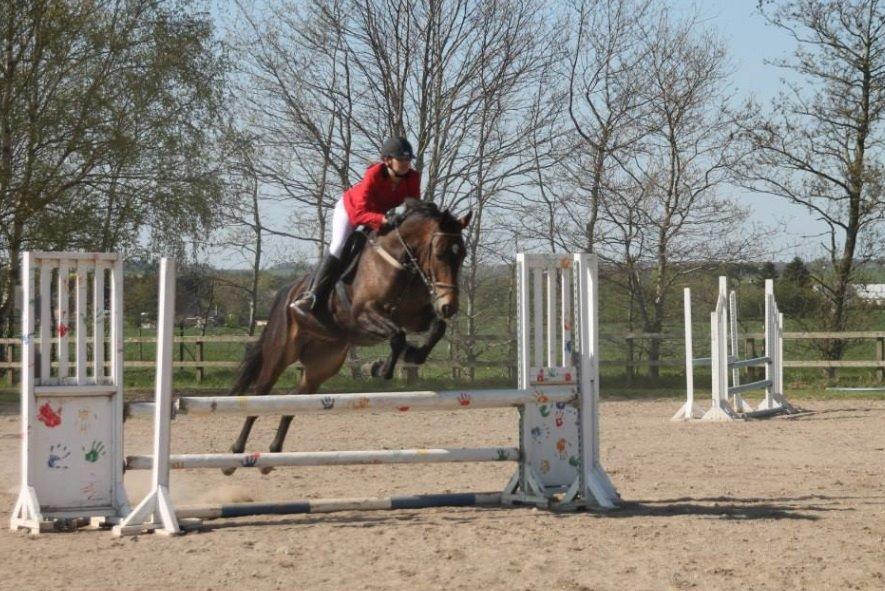 Dansk Varmblod STALD DIJE´COS  Gun Smoke billede 9