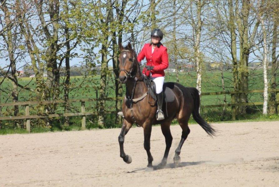 Dansk Varmblod STALD DIJE´COS  Gun Smoke billede 4