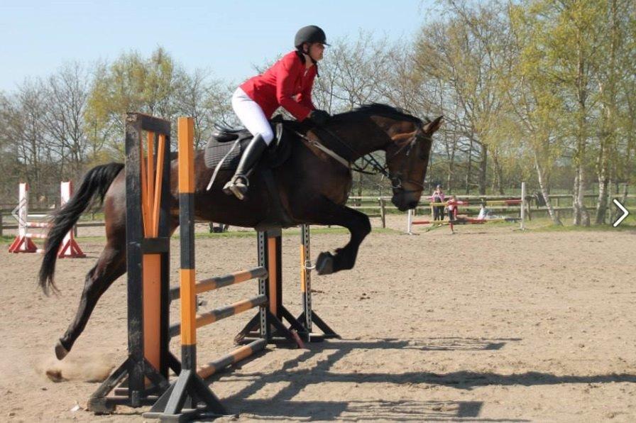 Dansk Varmblod STALD DIJE´COS  Gun Smoke billede 7