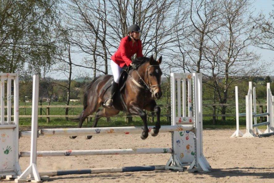 Dansk Varmblod STALD DIJE´COS  Gun Smoke billede 8