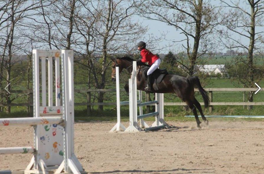 Dansk Varmblod STALD DIJE´COS  Gun Smoke billede 6