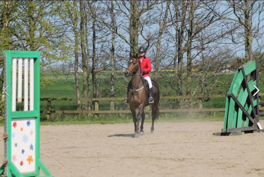 Dansk Varmblod STALD DIJE´COS  Gun Smoke billede 3