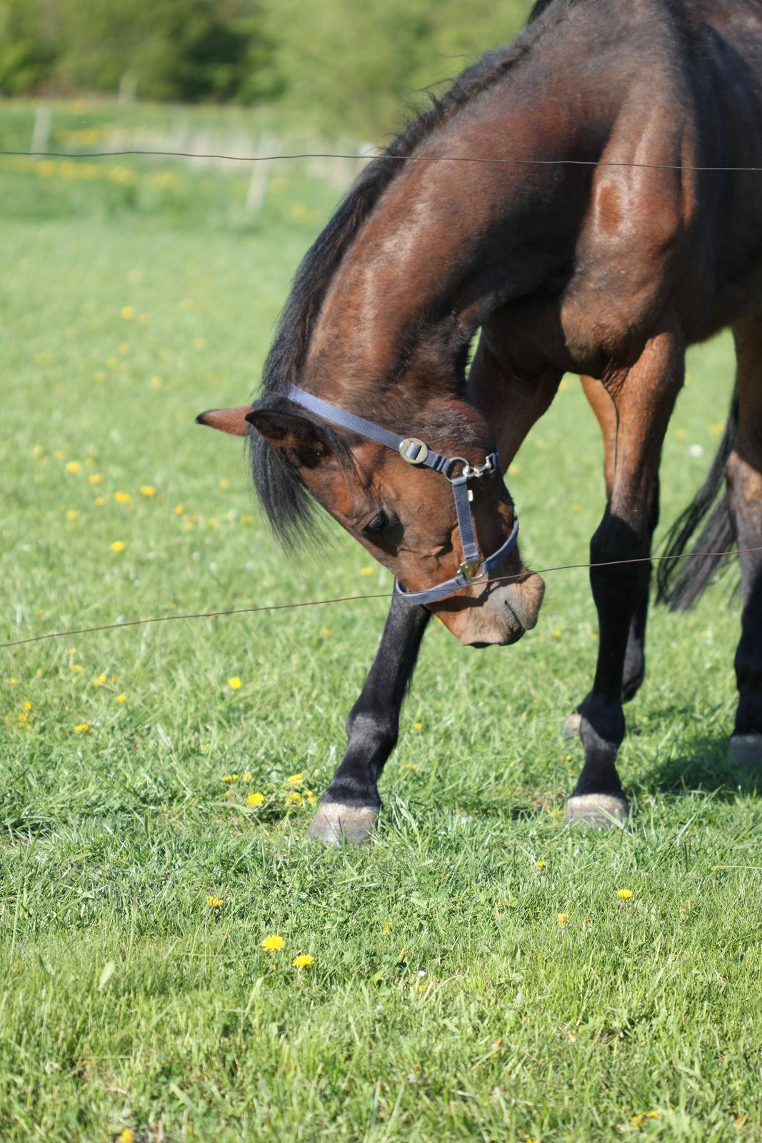 Dansk Varmblod Hedegårdens Nipa - 02-05-2014 billede 6