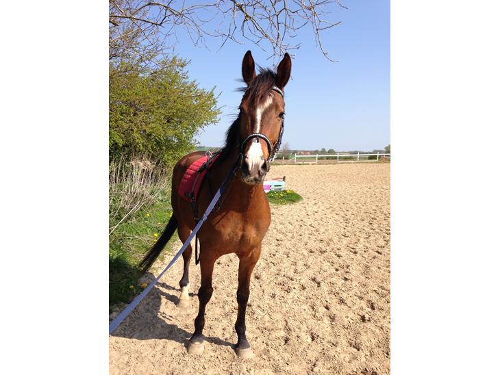 {{currentPhoto.altText}} billede {{currentPhoto.number}}