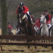 Anden særlig race Cashmere 