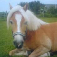 Haflinger bailley<33rider ikke mere