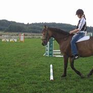 Dansk Varmblod Duncan