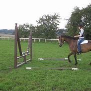 Dansk Varmblod Duncan