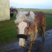 Haflinger odin - [ himmel hest <3 ]