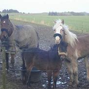 Haflinger odin - [ himmel hest <3 ]