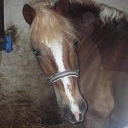 Haflinger bolette ¤ solgt :'(
